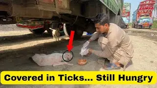 Stray Dog with Ticks & Skin Disease Refused Food 🐾 | #StrayDog fed another hungry dog