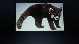 Largest Cenozoic Ailuridae