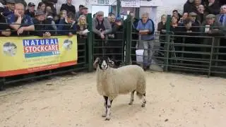 WE BOUGHT A TUP!! kirkby tup lamb sales 2016