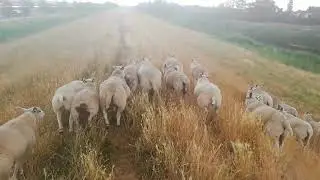 Old Balgzand dike - hungry adolescent sheep