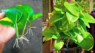 😲 No One Tell You About This Hack About Money Plants. Grow Money Plant From Leaf. Kitchen And Garden