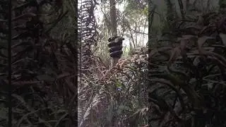 Penghuni alam liar hutan Kalimantan
