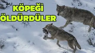 KURTLAR K&Ouml;PEĞİ PUSUYA D&Uuml;Ş&Uuml;RD&Uuml;  / AĞRI'YA GİTTİK 