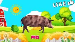 pig@shortsmania