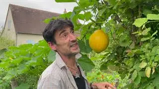 O&iuml;dium sur  courges, courgettes ou concombres, que faire ?