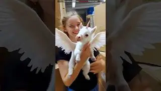 Beware of the Flying Unicorn Horse! #viral