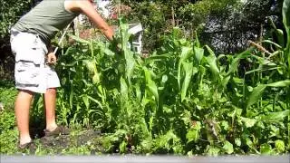 GROWING SWEETCORN AND  POLLINATION SECRETS