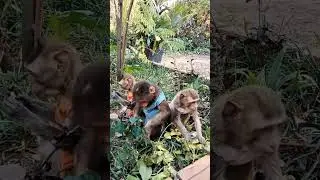 Baby monkey eating fruit #monkeydluffy #monkeylucky #monkeylubu #babymonkey #monkeylucy #monkeyluice