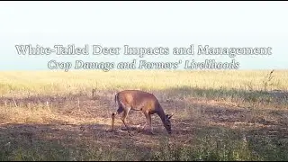 White Tailed Deer Impacts Crop Damage and Farmer's Livelihoods