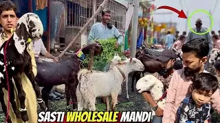 Bhains Colony Bakra Mandi Latest Rates 3 September 2025 | Karachi Wholesale Bakra Mandi Update 