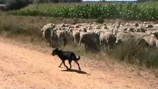 CAREA LEONES 17.  Pastoreo en los campos leoneses