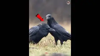 #bankubhaiya