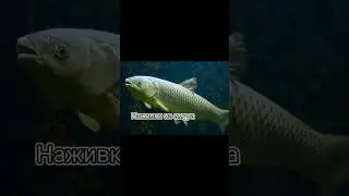 Топ насадки для амура #ловля #амура #рибалка #Амура