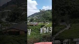 cameron highland tea farm