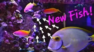 Reefing 76: Ocean Devotion, LLC - Pre-Quarantine Fish Shipment for the Mega Matrix & Peninsula 650