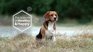 Calming supplements for dogs & cats