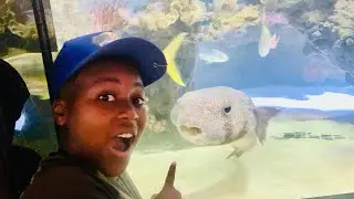Dallas children aquarium