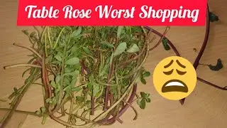 Table Rose Worst Shopping Vs Best plants from @ThamizhachiGarden | Meen Amilam Online Sale #sale