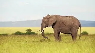 Teaser of South Africa: Wildlife Conservation Experience - Discover Corps