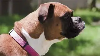 The Sound of Silence of K 9 Action