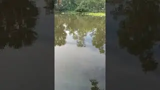 Beautiful Pond Scene.