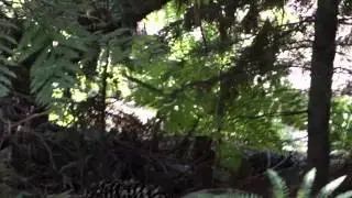 Black Bear encounter