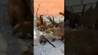 ENCONTRAMOS😲🐾 UNA MANADA DE COATIS😍 #tejones#wow #animalshorts#naturaleza