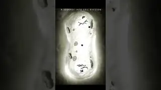A Journey into Cell division #music #viral #video #shorts #short #trending
