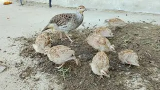 Teetar chicks feed | teetar ki khurak | teetar k bachy | baby chicks @teetarsoundpk1819