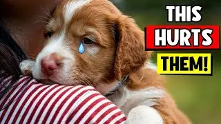 10 EVERYDAY Things That HURT'S Your Dog&rsquo;s FEELINGS 🐶💔