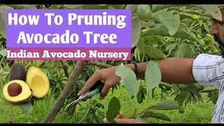 How To pruning Avocado Tree | Avocado Farming Guide | Indian Avocado Nursery 9900404282 