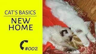 Cat's in new home | Cats care | Basic stuff | Cat's diary