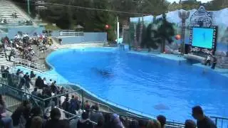 4-8-2009 Shouka The Killer Whale Show Six Flag Vallejo