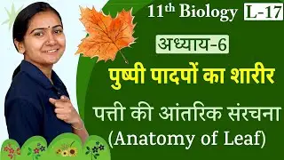 L-17, पत्ती की आंतरिक संरचना | Anatomy of Leaf | अध्याय-6, पुष्पी पादपों का शारीर | 11th Biology