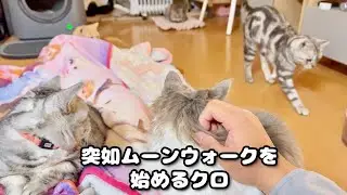 突然ムーンウォークをはじめるクロくん。
