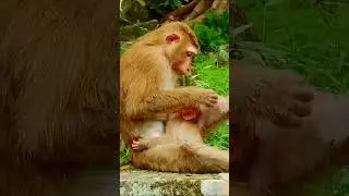 Lovely baby monkey #animals #babyanimal #babymonkey #cute #monkey #shorts