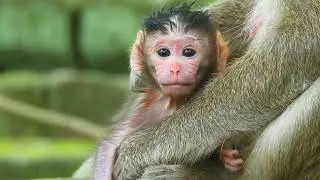 Newborn baby of monkey Maria look so active. and is so cut.