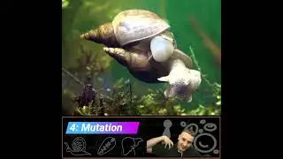 5 Freshwater Snail Facts | This animal is GROSS! | Schistosomiasis