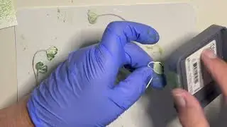 Lucky Clover Card