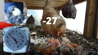 -27 | Are the Winter Chickens OK? | Frozen Egg!