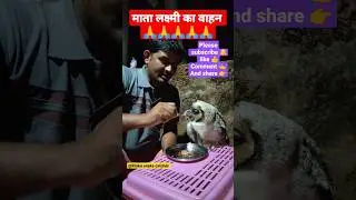 owlet feeding 🦉। ullu kya khata hai। owl sound। owl video #shorts #youtubeshorts #viral