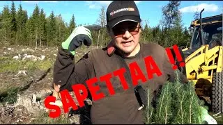 Visvasyylä ja TAIMEN istutus !