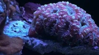 Firebretha s Rimless Reef