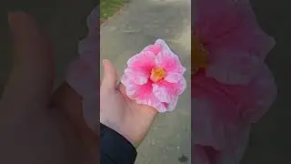 mu ncig saib paj