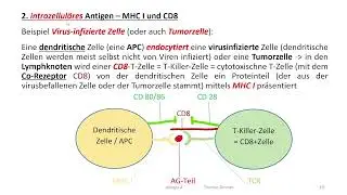 (Patho-) Physiologie + Skript: Allergie 4  - Ausflug in die T Zell Welt / erworbenes Immunsystem