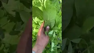 Sorrel plant leaf cutting by hand #vegetables #agriculture #nature