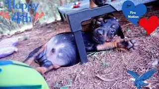 6 Week Old Doberman Puppies | Doberman Palace