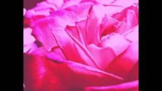 Twin Studies - Crush The Flowers (Cover)