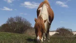 Nature: Wild horses
