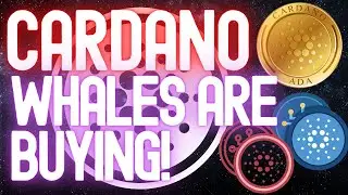 Cardano ADA News Today - Whales Are Still Buying!
